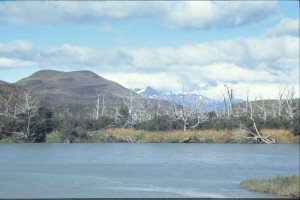 0351 PAINE - cesta od Laguna Amarga.jpg